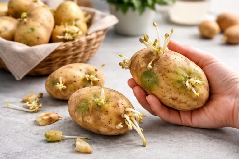 Primer plano de patatas con brotes mostrando signos de solanina y partes verdes
