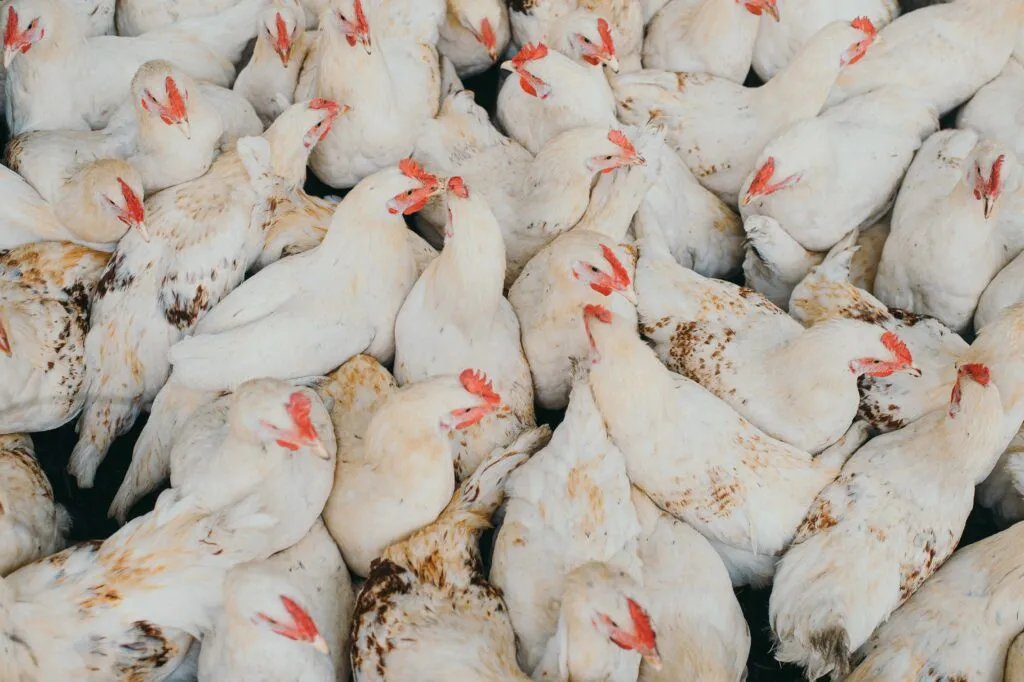 Producción de pollo libre de antibióticos mejora seguridad alimentaria y calidad nutricional