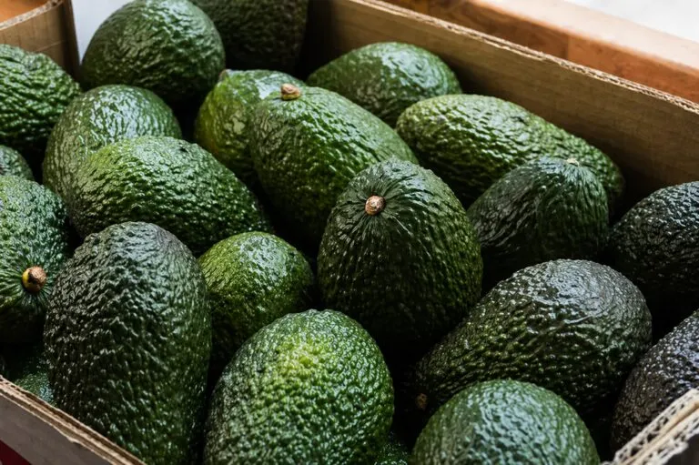 Certificado laboral agroexportación mejora condiciones laborales y calidad del aguacate mexicano en mercados globales