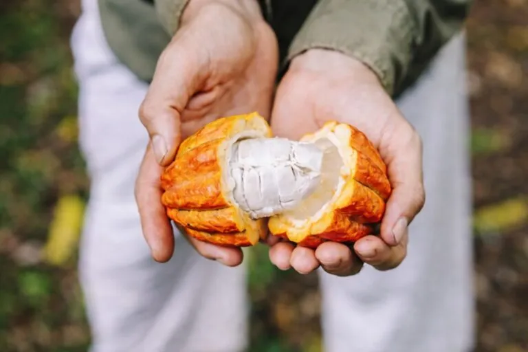 chocolate sin trabajo infantil saludable con cacao natural y consumo responsable en México