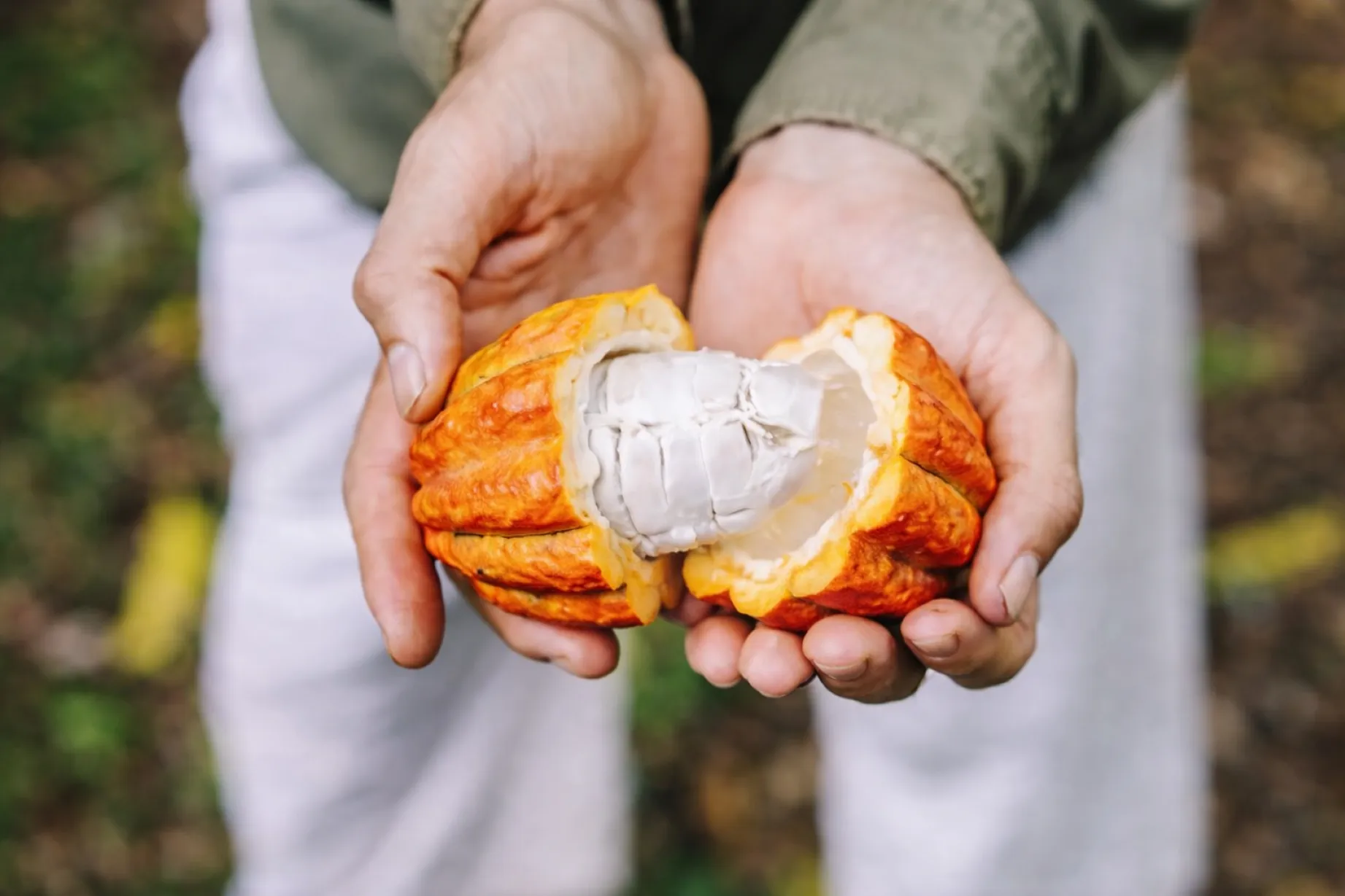 chocolate sin trabajo infantil saludable con cacao natural y consumo responsable en México