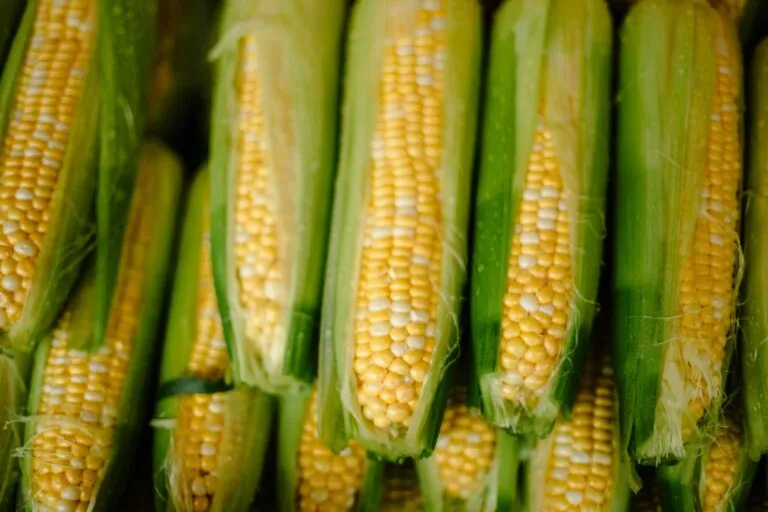 Producción de maíz en México y consumo de alimentos básicos en dieta diaria