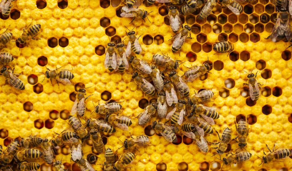 Apicultura sostenible mejora biodiversidad y nutrición en comunidades rurales argentinas