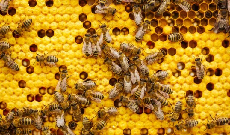 Apicultura sostenible mejora biodiversidad y nutrición en comunidades rurales argentinas