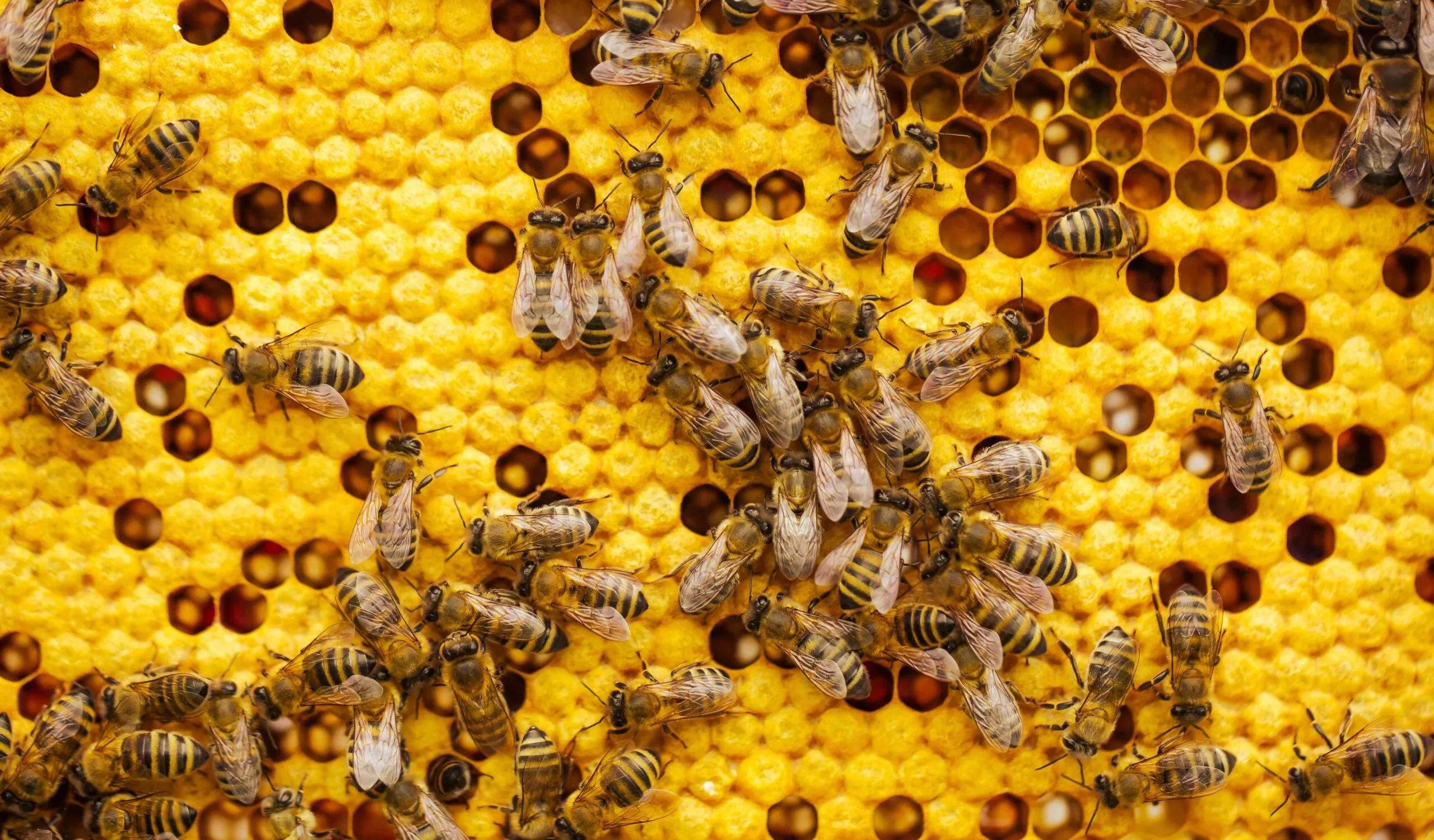 Apicultura sostenible mejora biodiversidad y nutrición en comunidades rurales argentinas