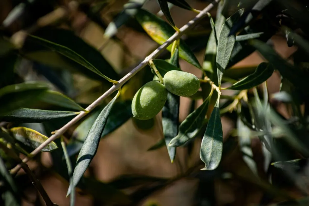 Aceite de oliva virgen extra utilizado en una comida mediterránea saludable y equilibrada