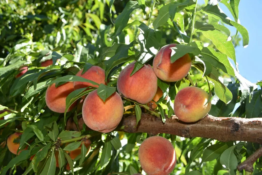 Duraznos en California afectados por la crisis agrícola tras el cierre de plantas de Del Monte