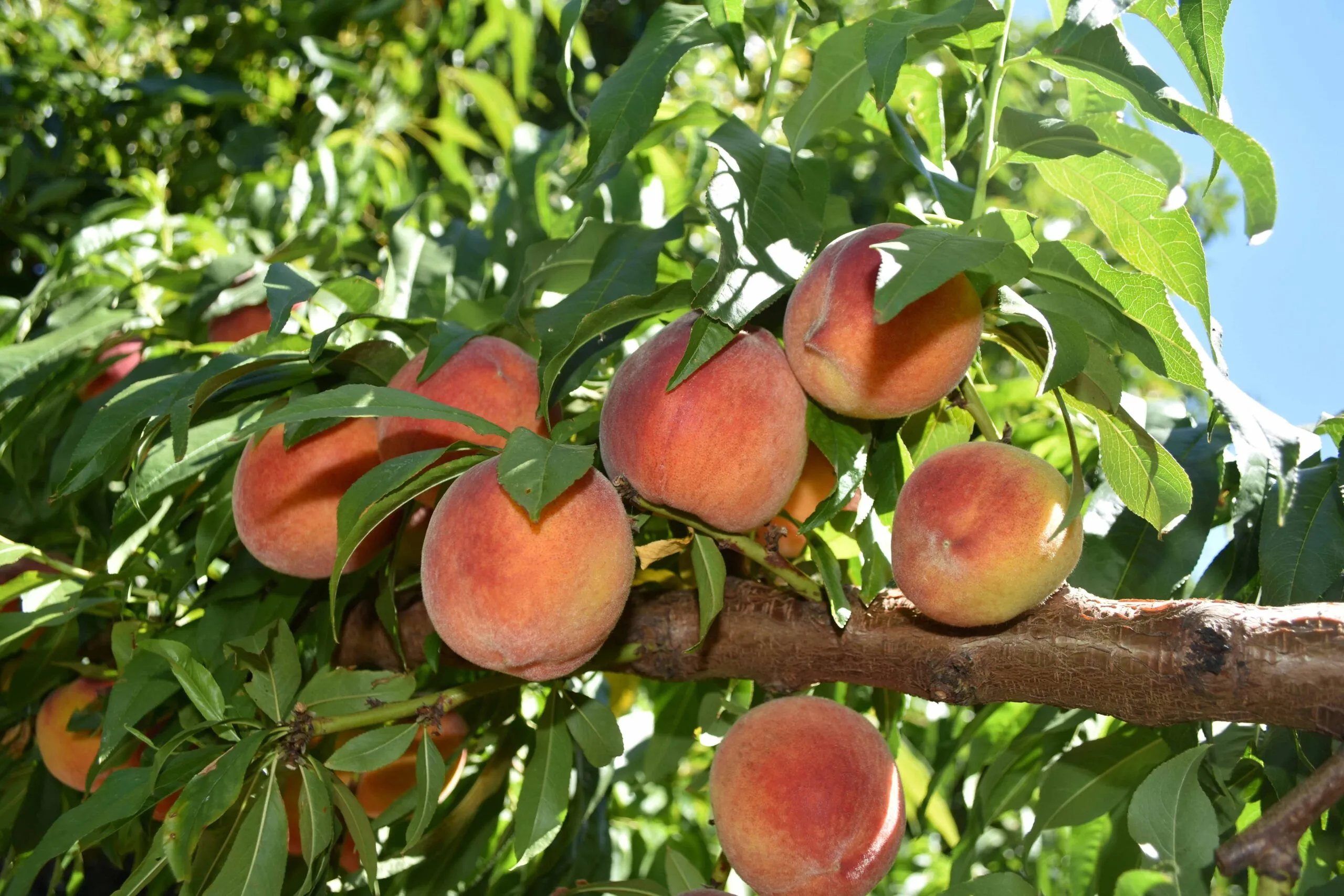 Duraznos en California afectados por la crisis agrícola tras el cierre de plantas de Del Monte