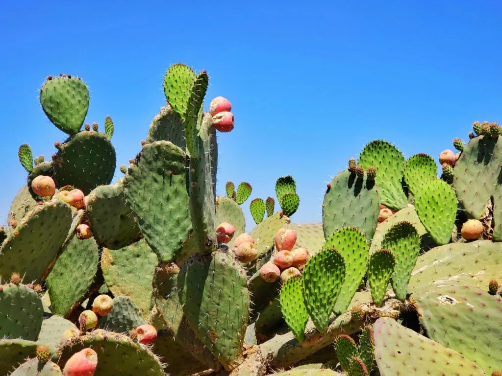 Nopal y diabetes en una alimentación saludable durante el embarazo en México
