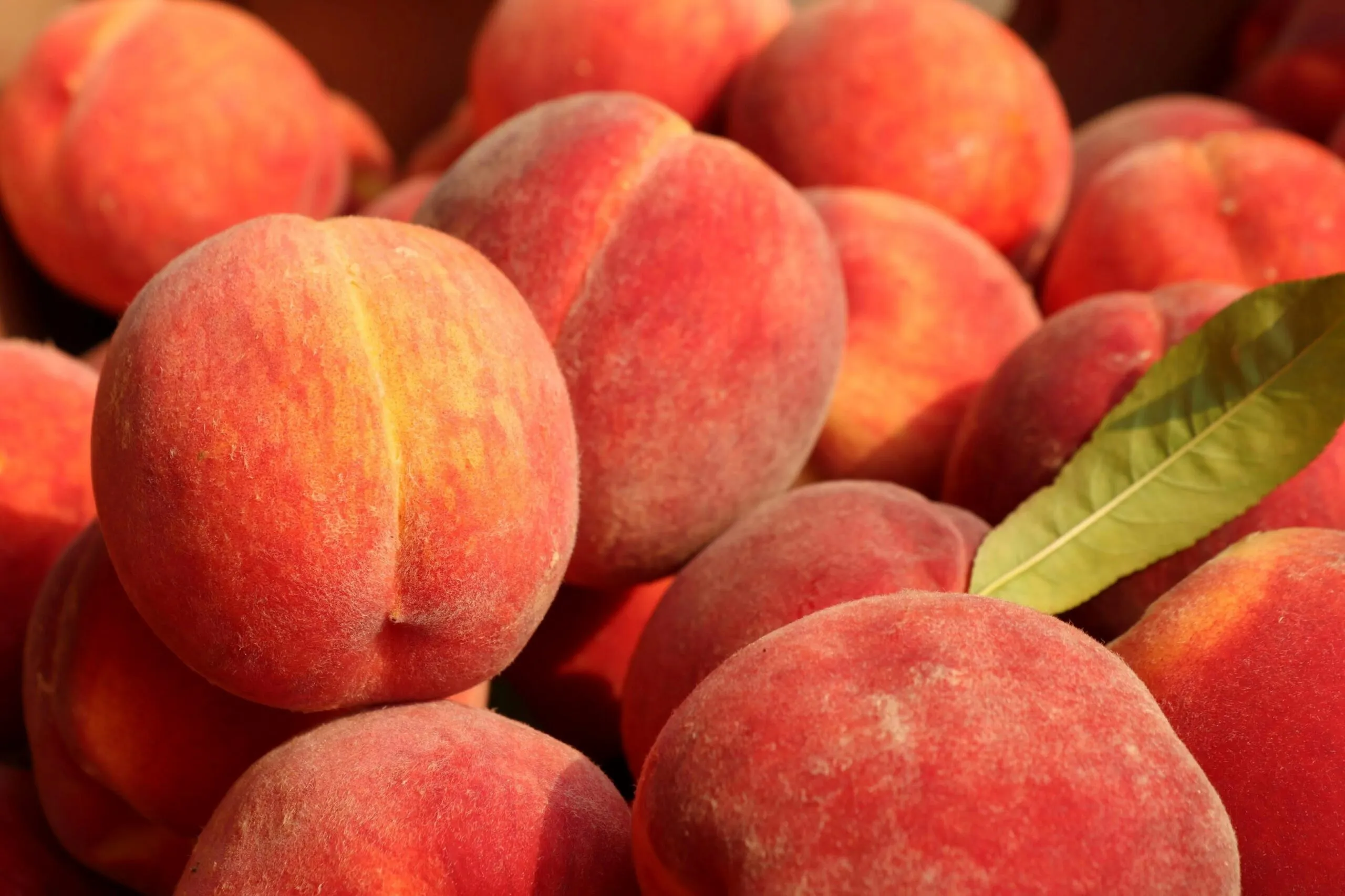Fruta de hueso fresca con duraznos, ciruelas y nectarinas en una mesa saludable europea