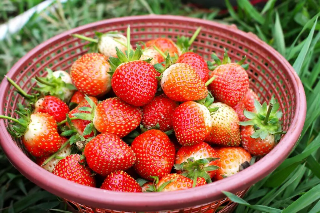 Frutas frescas con pesticidas en frutas detectados en controles alimentarios europeos
