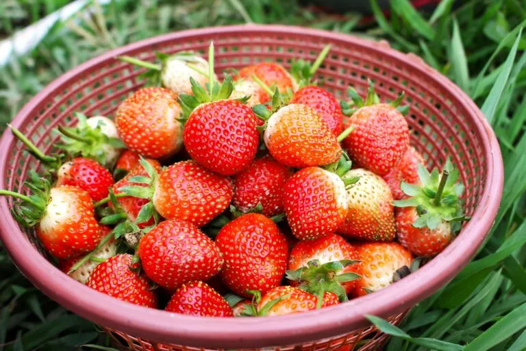 Frutas frescas con pesticidas en frutas detectados en controles alimentarios europeos