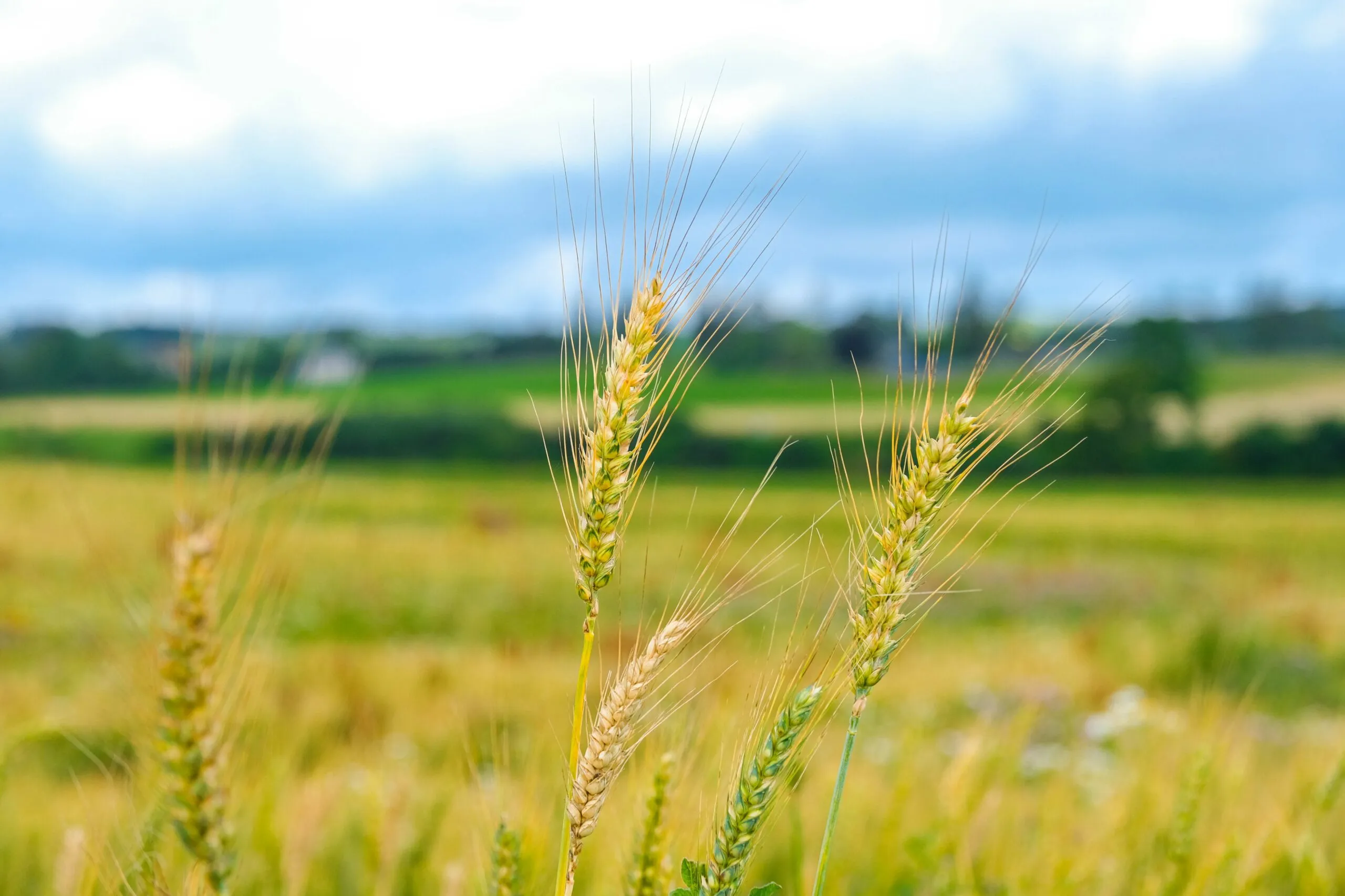 Precios de alimentos con aumento de aceites, carne y cereales según reporte mundial de la FAO