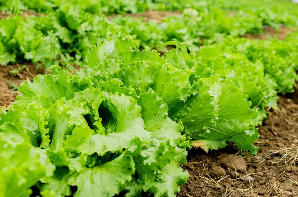 Cultivo de lechuga en casa todo el año con riego adecuado, sombra parcial y producción continua de hojas frescas
