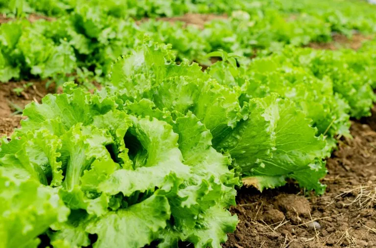 Cultivo de lechuga en casa todo el año con riego adecuado, sombra parcial y producción continua de hojas frescas
