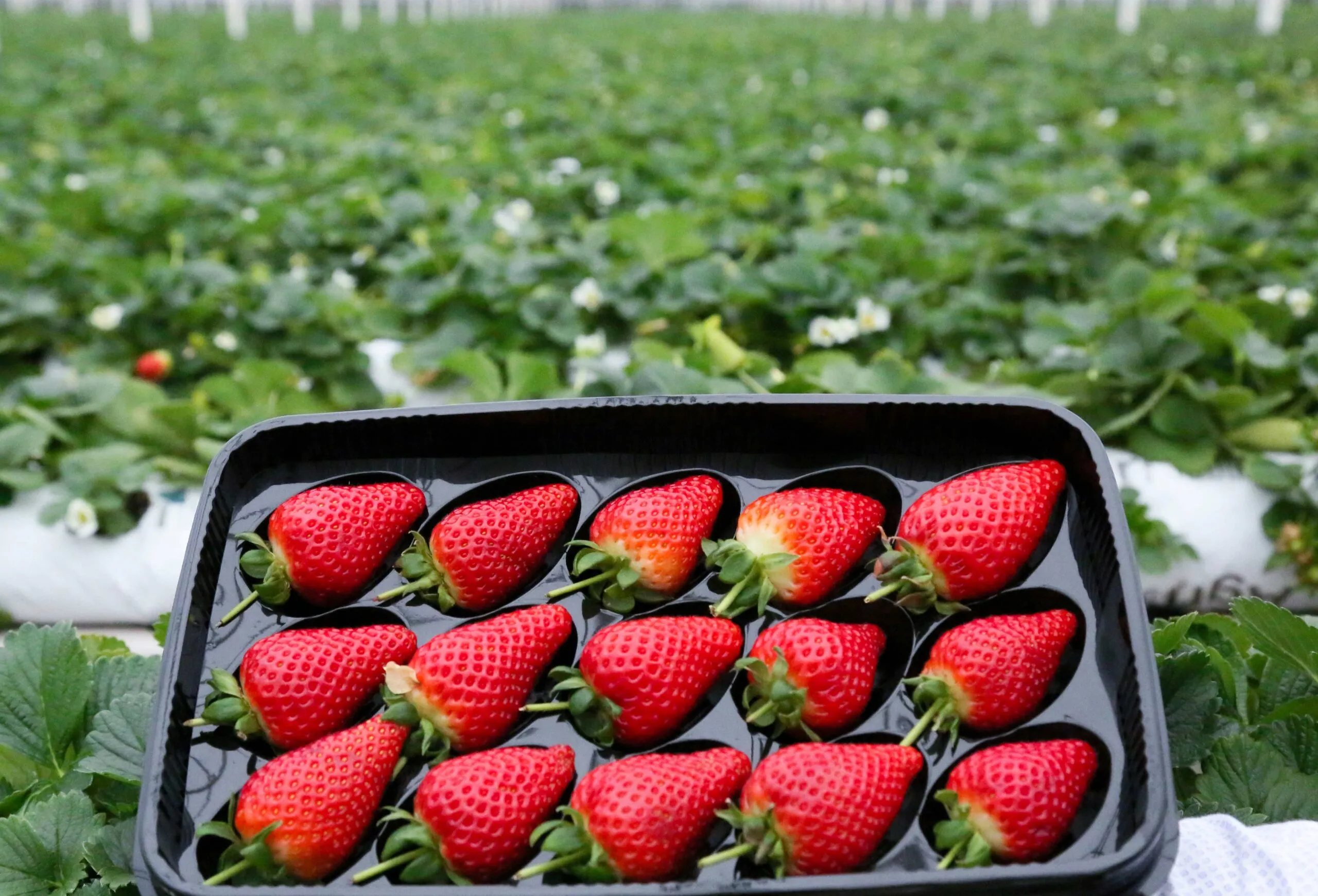 Envases sostenibles para frutas con soluciones reciclables y compostables que ayudan a reducir el uso de plástico