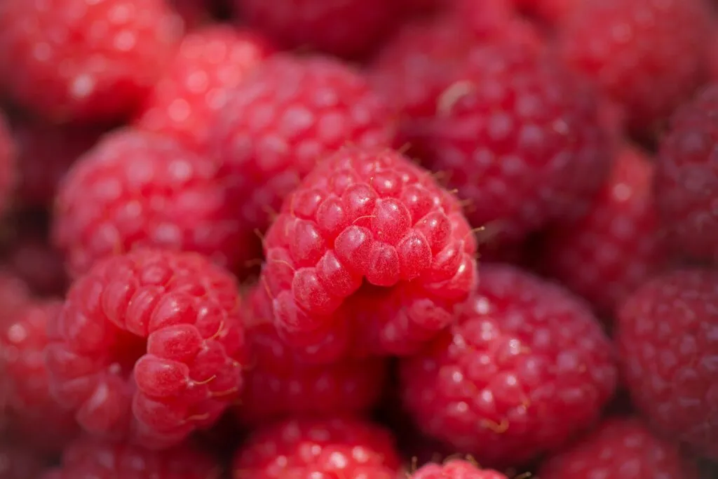 Frambuesas para controlar el azúcar en sangre con alto contenido de fibra y antioxidantes.