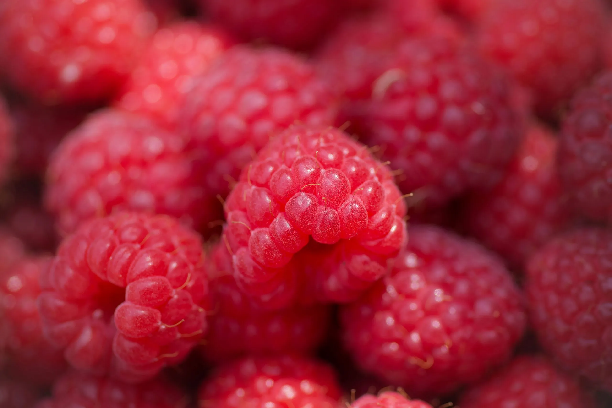 Frambuesas para controlar el azúcar en sangre con alto contenido de fibra y antioxidantes.
