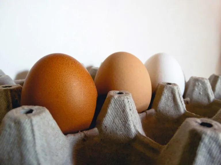 Huevos en verano almacenados correctamente para mantener frescura y seguridad alimentaria