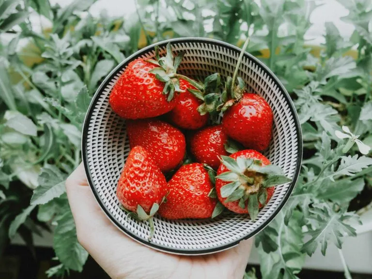 Plato con fresas frescas que representa cómo comer fresas todos los días aporta vitamina C, fibra y antioxidantes para la salud.