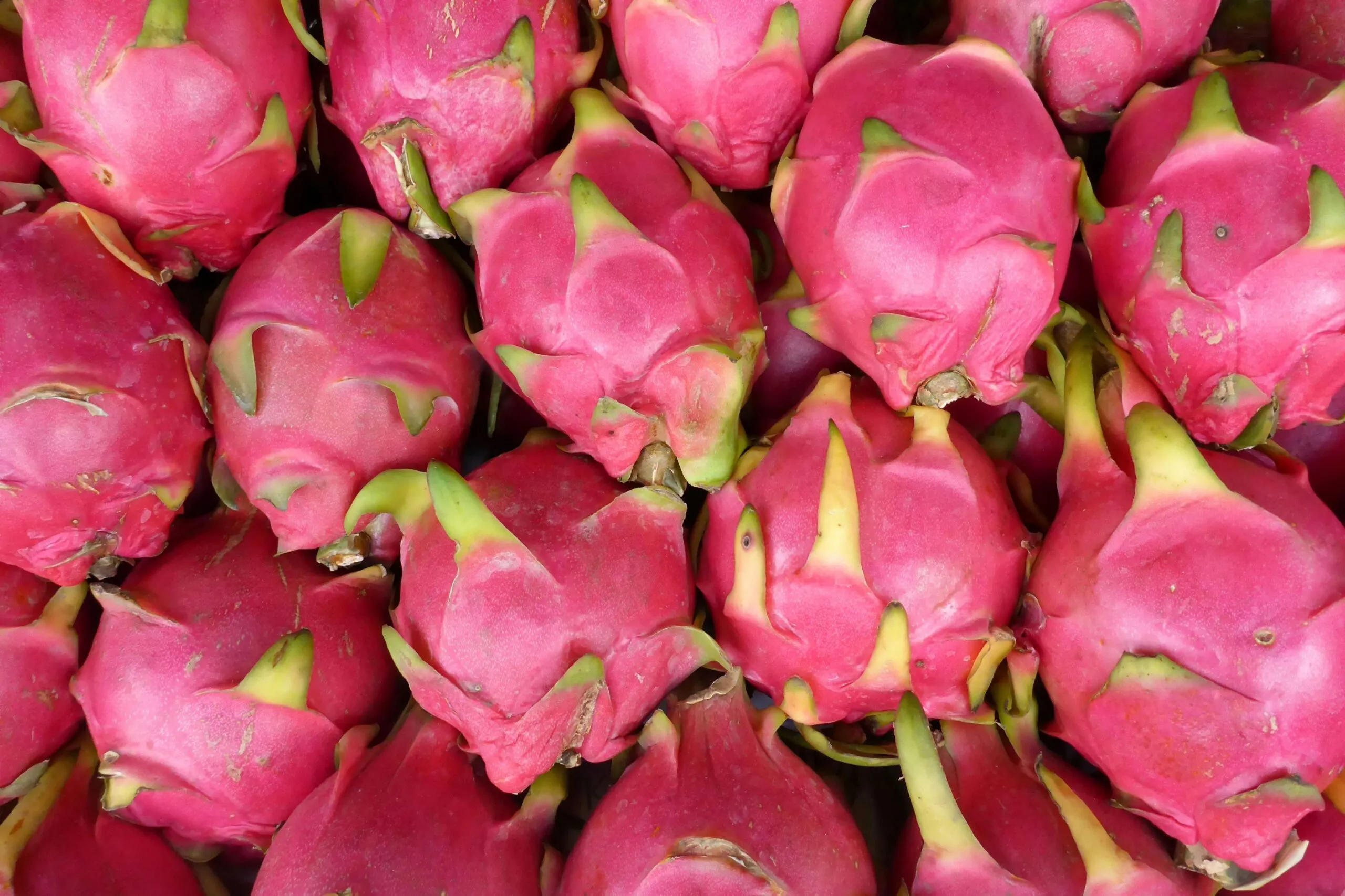 Fruta del dragón en Tulancingo con precio, variedades y beneficios para una alimentación saludable.
