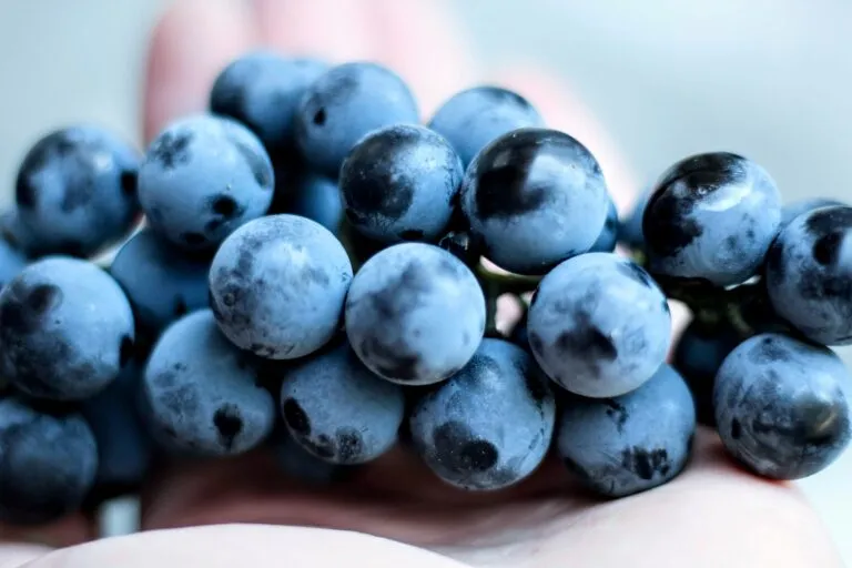 Resveratrol presente en uvas y frutos rojos como parte de una alimentación saludable rica en antioxidantes.