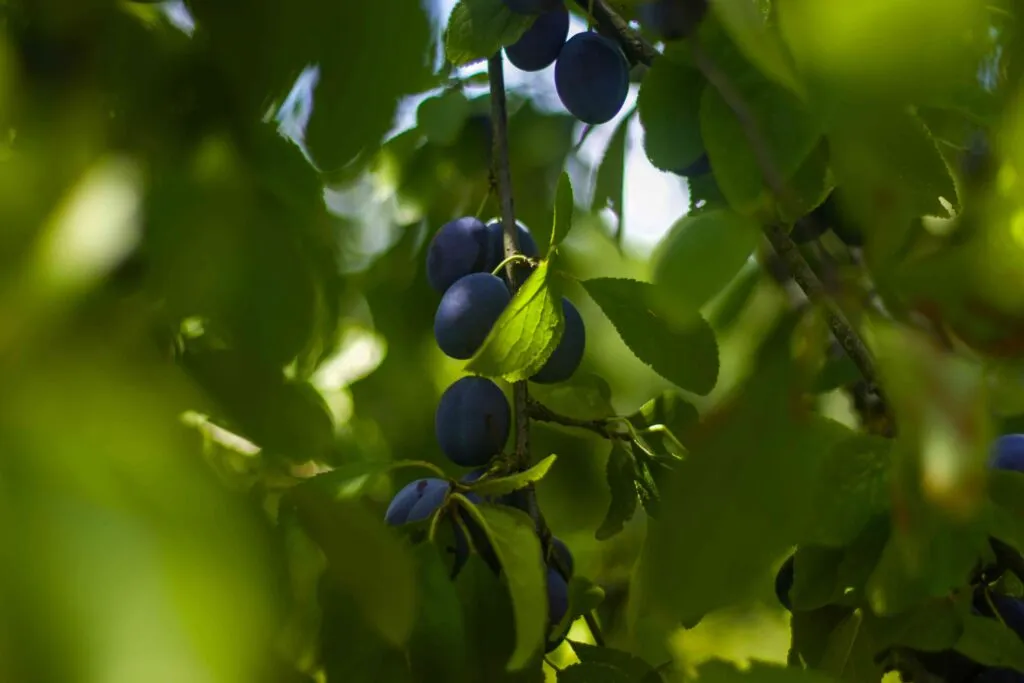 Innovación en fruta con investigación para mejorar la calidad, conservación y sostenibilidad de los alimentos frescos.