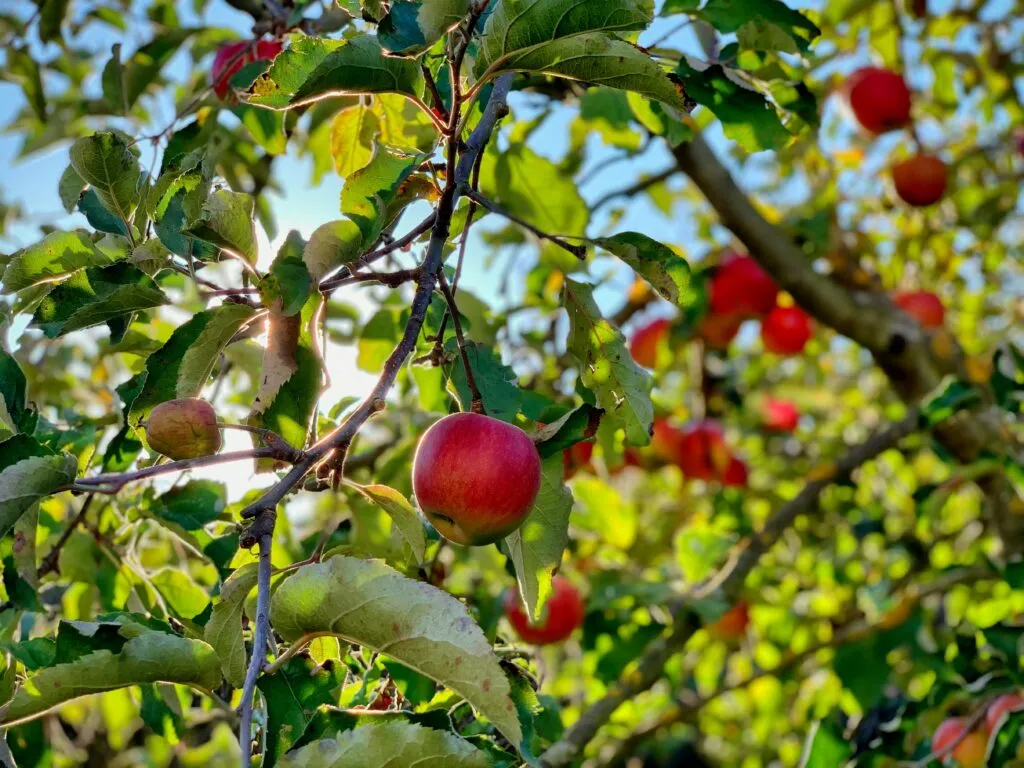 Tecnología 5-ALA aplicada bajo manejo técnico para apoyar la fotosíntesis y mejorar características de las frutas.
