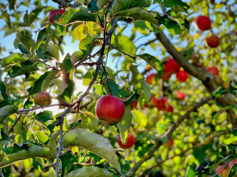 Tecnología 5-ALA aplicada bajo manejo técnico para apoyar la fotosíntesis y mejorar características de las frutas.