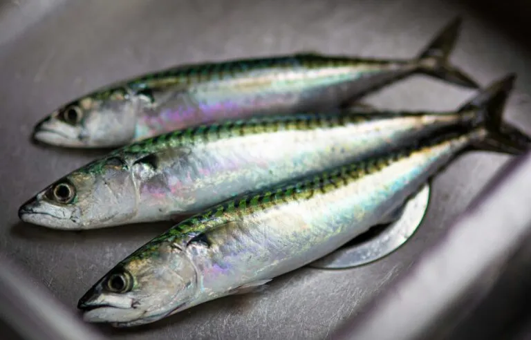 Caballa fresca y enlatada como fuente económica de proteína, omega 3 y vitaminas dentro de una alimentación equilibrada.