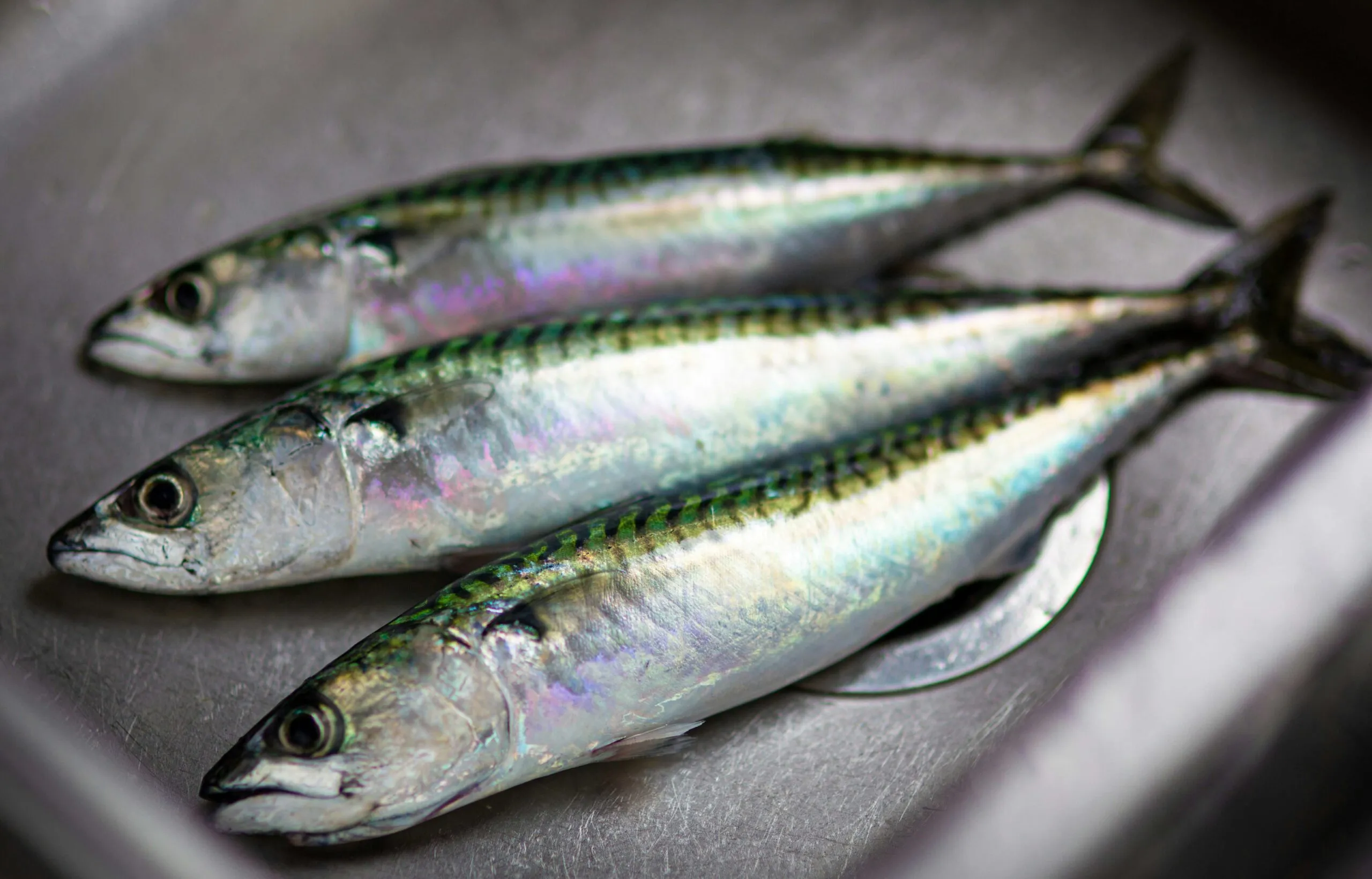Caballa fresca y enlatada como fuente económica de proteína, omega 3 y vitaminas dentro de una alimentación equilibrada.