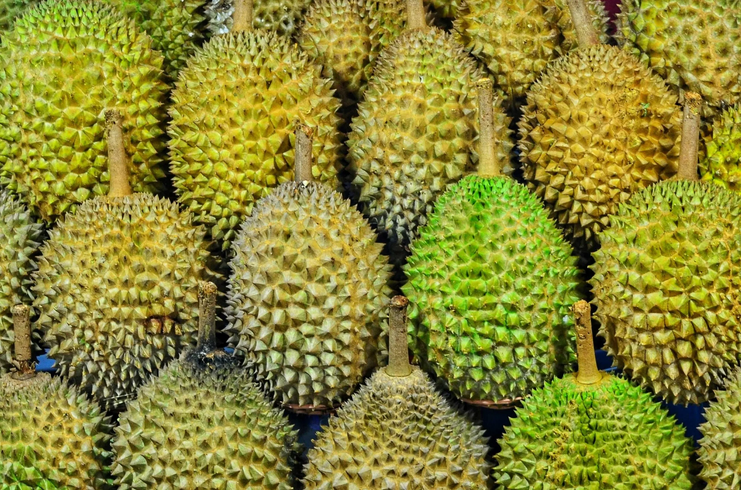 Fruto de durián entero y abierto sobre una mesa, acompañado por varias porciones de su pulpa amarilla.