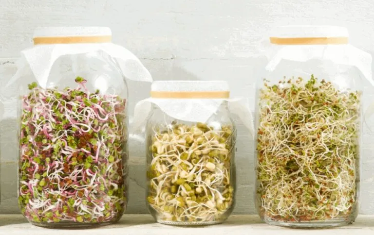 Legumbres envasadas con fibra y proteína vegetal, escurridas y enjuagadas para preparar una comida práctica y saludable.
