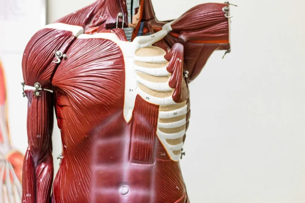 Persona adulta realizando ejercicio para conservar masa muscular, fuerza y autonomía mediante una progresión segura.
