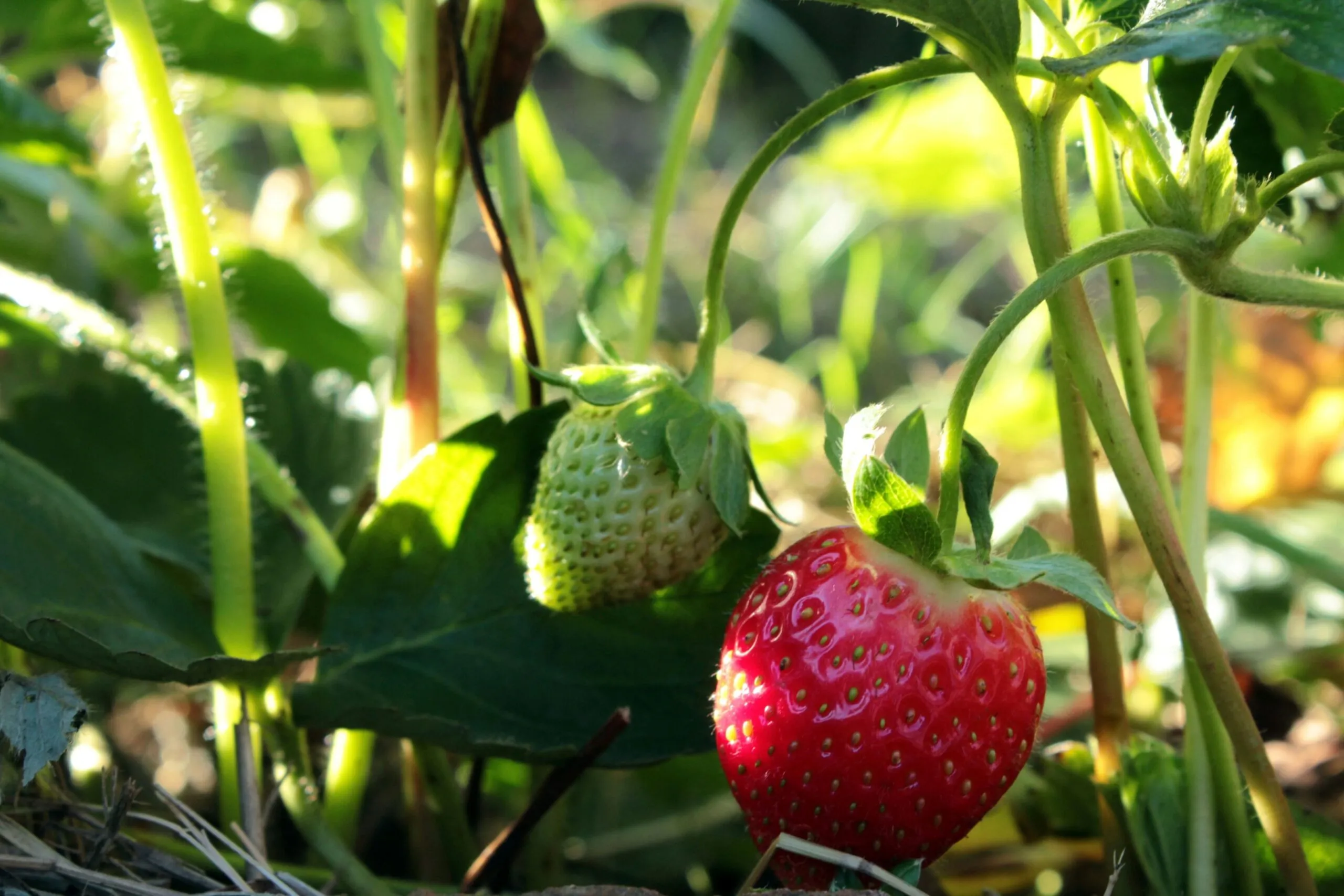 Frutos rojos editados cultivados en Reino Unido para ampliar su temporada de cosecha antes de llegar al supermercado.