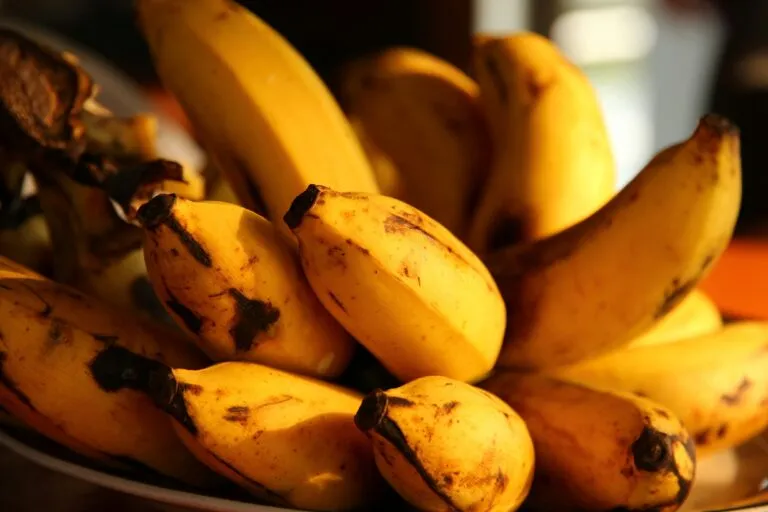 Precio del plátano cae en Tabasco y genera preocupación entre productores por sus menores ingresos