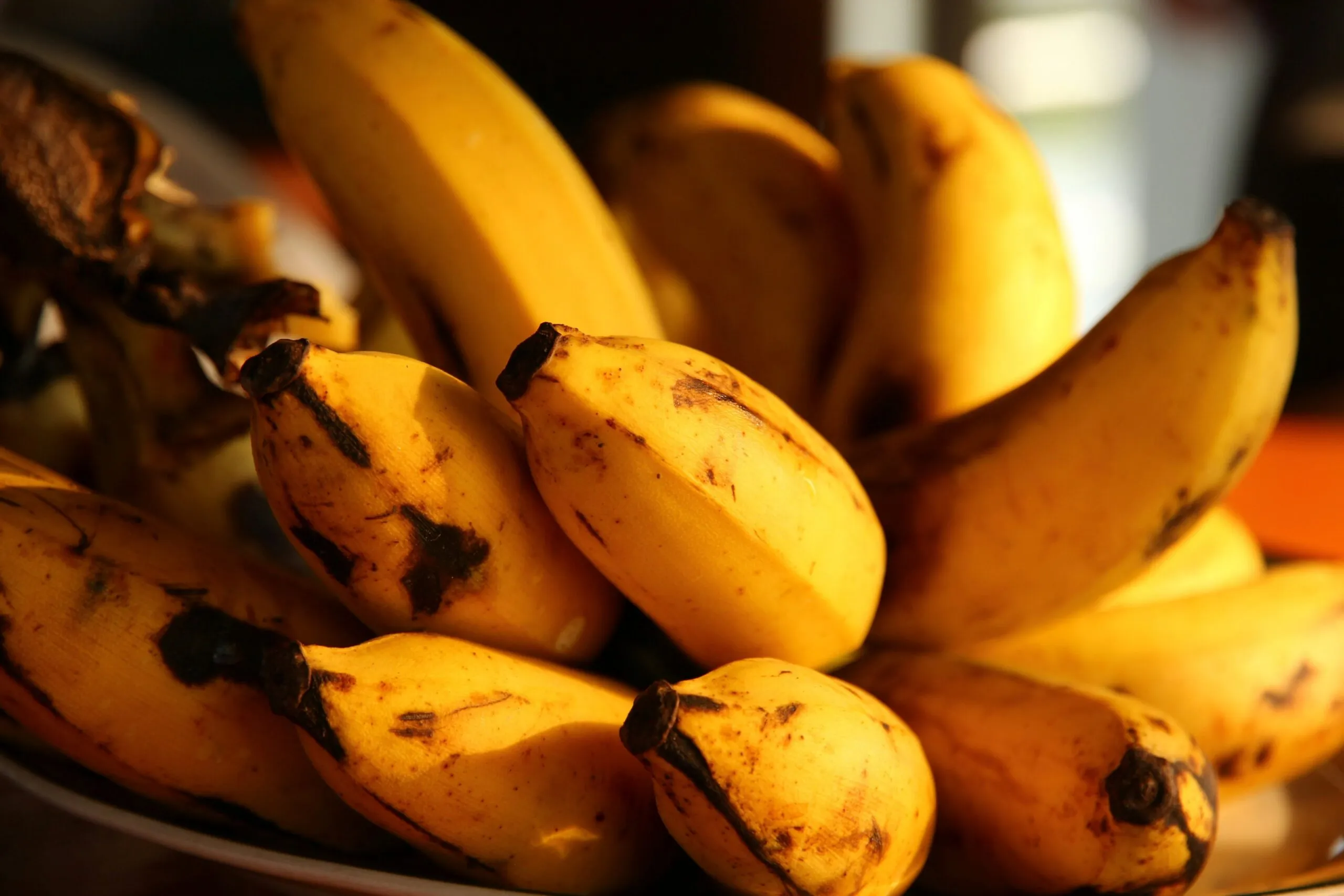Precio del plátano cae en Tabasco y genera preocupación entre productores por sus menores ingresos