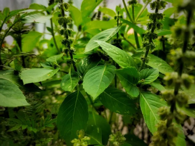 Beneficios de la albahaca fresca y sus nutrientes dentro de una alimentación saludable