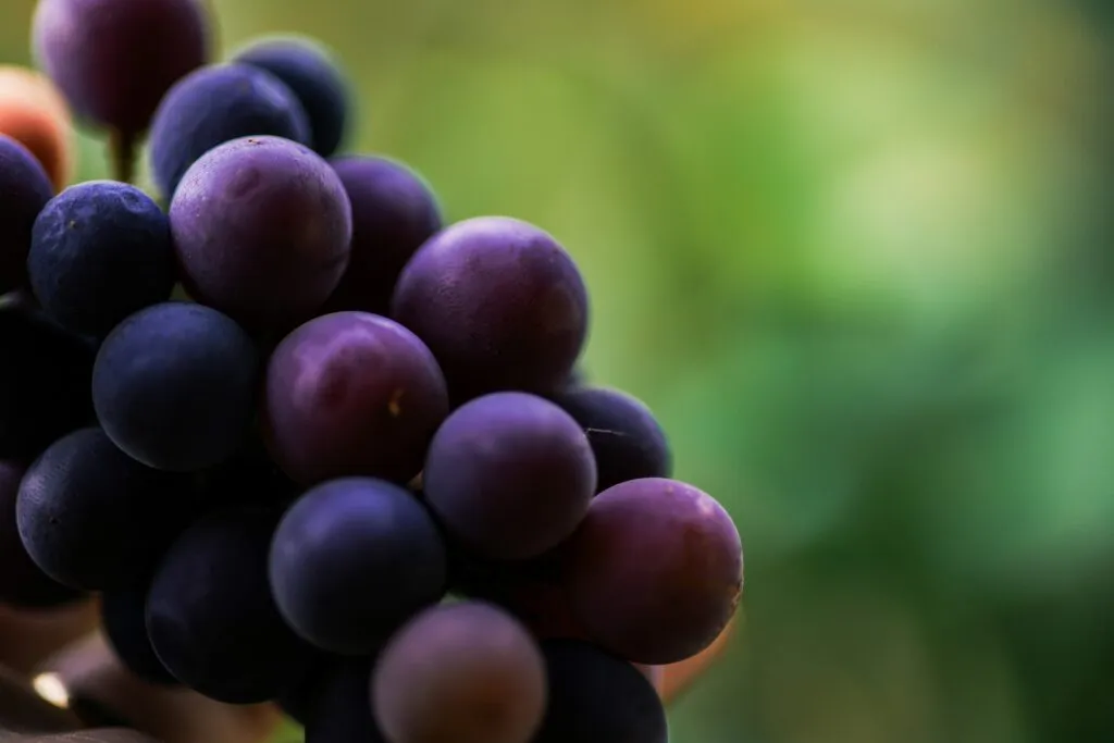 Uvas frescas que aportan agua y compuestos vegetales dentro de una alimentación variada y segura.