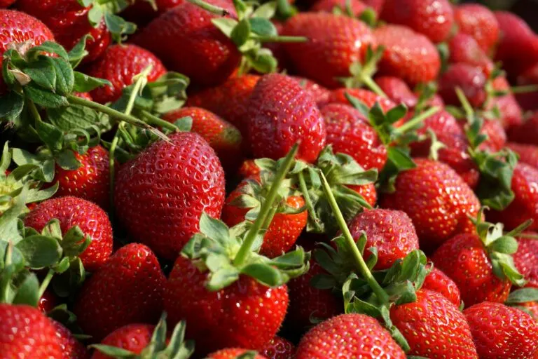Precio de las fresas y otros alimentos frescos que aumentaron durante el último año