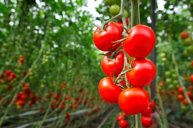 Tomate Sunshine desarrollado mediante edición genética para convertirse en una posible fuente vegetal de vitamina D
